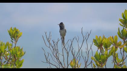 Karaboğazlı ötleğen
