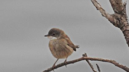Akgerdanlı ötleğen