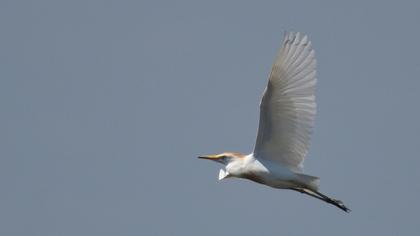 Sığır balıkçılı