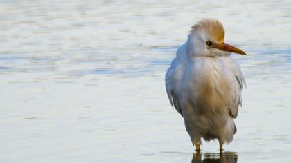 Sığır balıkçılı