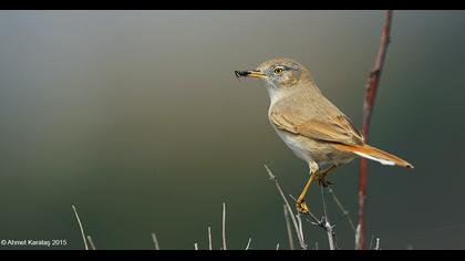 Asian Desert Warbler