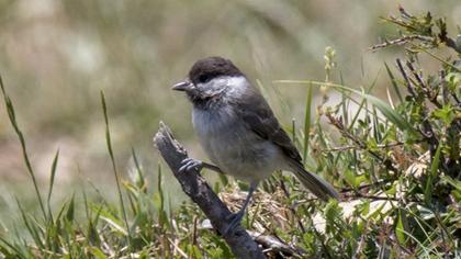 Akyanaklı baştankara