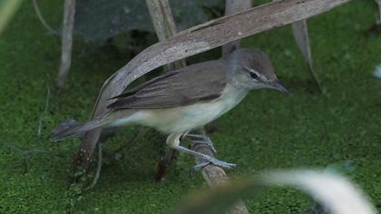 Great Reed Warbler