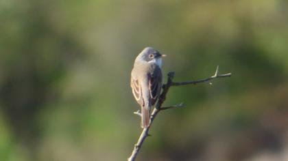 Common Whitethroat