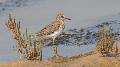 Sarıbacaklı kumkuşu