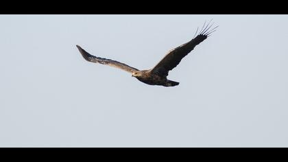 Küçük orman kartalı