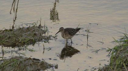 Orman düdükçünü