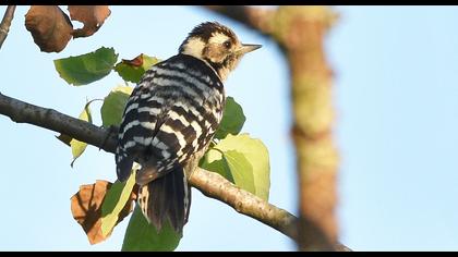 Küçük ağaçkakan