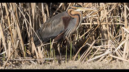 Erguvani balıkçıl