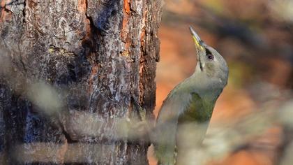 Küçük yeşil ağaçkakan