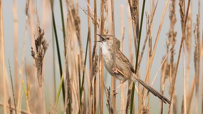 Dikkuyruklu ötleğen
