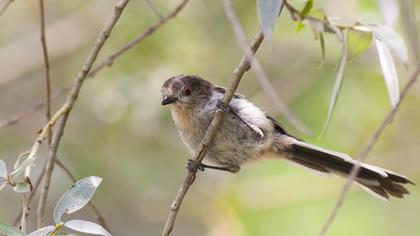 Uzunkuyruklu baştankara