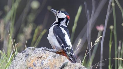 Orman alaca ağaçkakanı