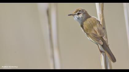 Doğu kamışçını