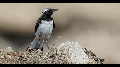Aksırtlı kuyrukkakan