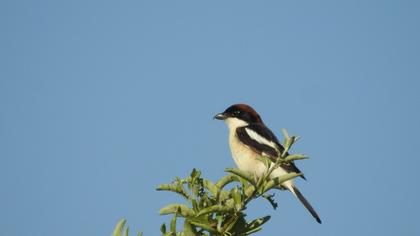 Kızılbaşlı örümcekkuşu
