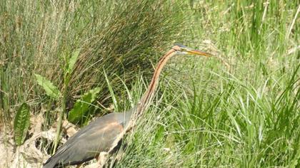 Erguvani balıkçıl