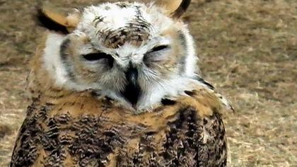 Kulaklı orman baykuşu