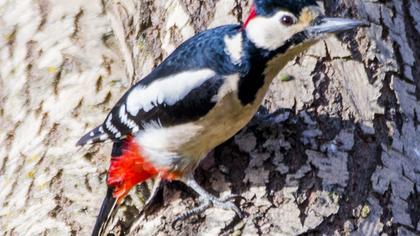 Orman alaca ağaçkakanı