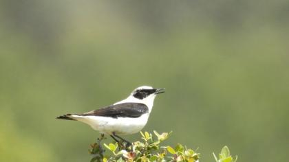 Karakulaklı kuyrukkakan