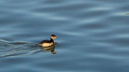 Karaboyunlu batağan
