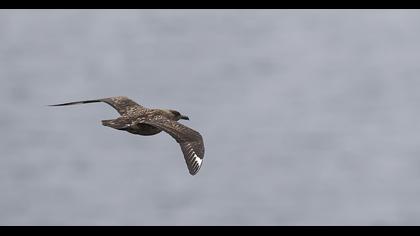 Büyük korsanmartı