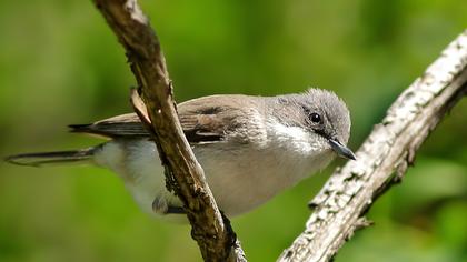 Küçük akgerdanlı ötleğen