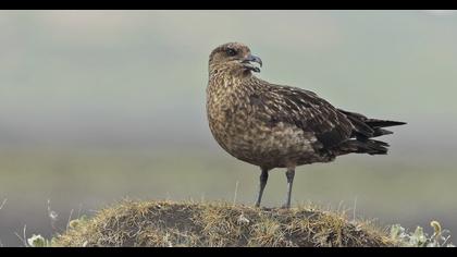 Büyük korsanmartı