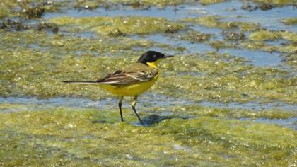 Sarı kuyruksallayan