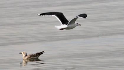 Büyük karasırtlı martı