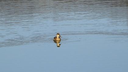 Red-crested Pochard