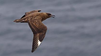 Büyük korsanmartı