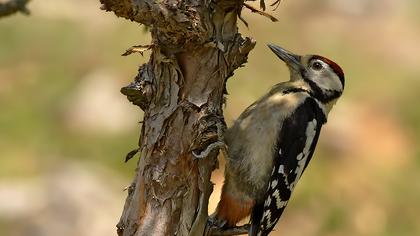 Orman alaca ağaçkakanı