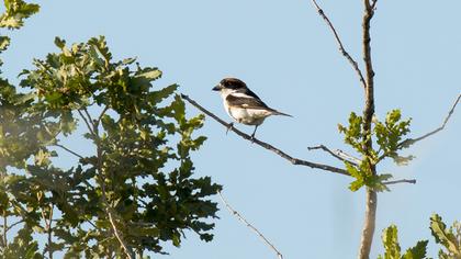 Kızılbaşlı örümcekkuşu