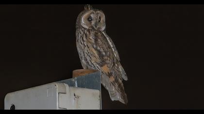 Kulaklı orman baykuşu