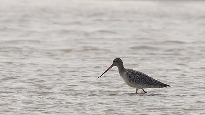 Kıyı çamurçulluğu