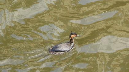 Karaboyunlu batağan