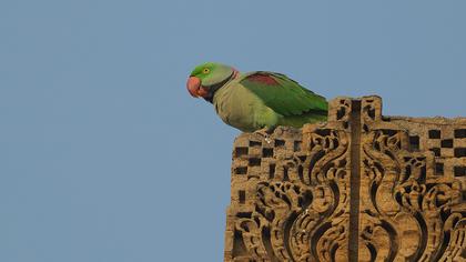 İskender papağanı