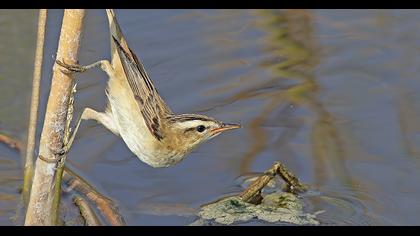 Sedge Warbler