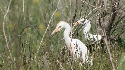 Sığır balıkçılı