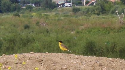 Sarı kuyruksallayan