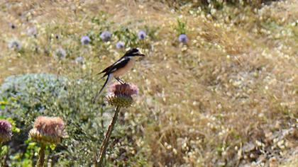 Maskeli örümcekkuşu