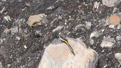 Dağ kuyruksallayanı