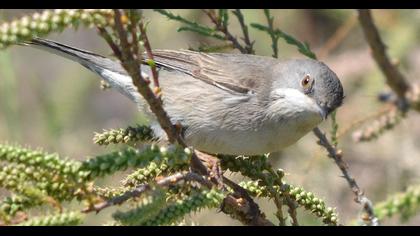 Akgerdanlı ötleğen
