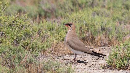 Bataklıkkırlangıcı