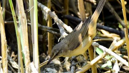 Büyük kamışçın