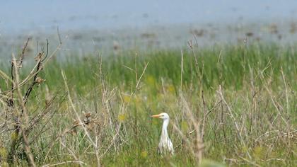 Sığır balıkçılı