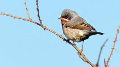 Bıyıklı ötleğen