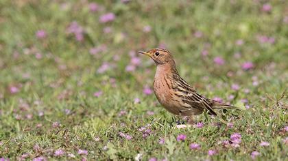 Kızılgerdanlı incirkuşu