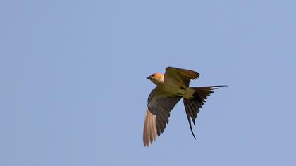 Kızıl kırlangıç